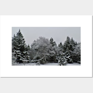 Winter Trees Posters and Art